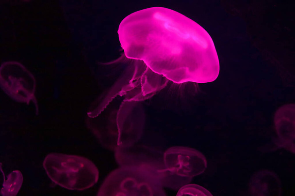 Aurelia aurita (also called the common jellyfish, moon jellyfish, moon jelly or saucer jelly) is a widely studied species of the genus Aurelia - Zdjęcie, obraz