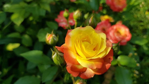 Rosa en el jardín. rosa flor primer plano entre exuberante follaje de jardín floral. Delicados pétalos de forma perfecta se levantaron en el arbusto floreciente a la luz del sol
. - Foto, imagen