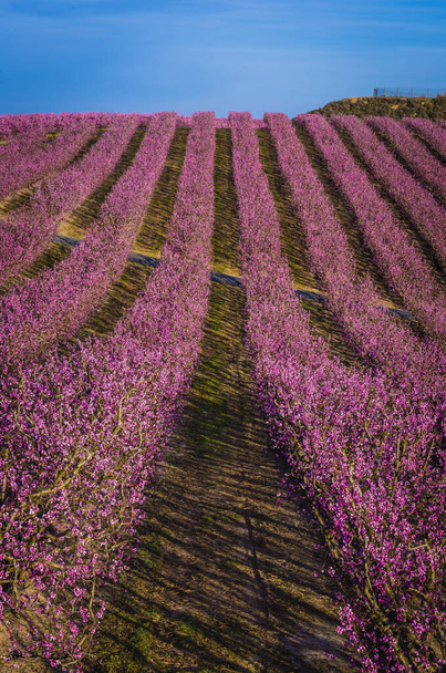 Длинный ряд цветущих деревьев, цветок розовый
 - Фото, изображение