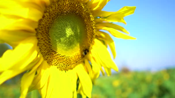Hommel vliegt op een zonnebloem. Sluiten van honingbijen, bestuiven gele zonnebloemen in het veld. Prachtig bloeiende zonnebloem in biologische boerderij - Video