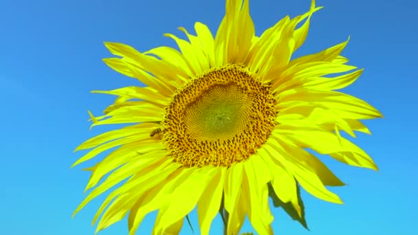 Bijen verzamelen stuifmeel van zonnebloemen in het veld. Zonnebloemen. Zonnebloem zwaaiend in de wind. - Video