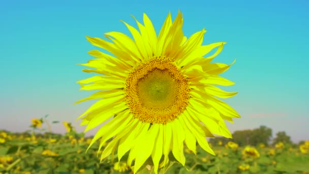Bee gathering pollen from sunflower in field. Field of sunflowers. Sunflower swaying in the wind. - Footage, Video