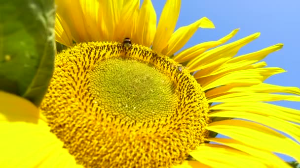 Bumble pszczoła leci na słonecznik. Zbliżenie pszczół miodnych, zapylanie żółte słoneczniki na polu. Pięknie kwitnący kwiat słonecznika w gospodarstwie ekologicznym - Materiał filmowy, wideo