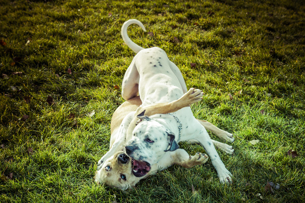 Labradorský retrívr pes na podzim - Fotografie, Obrázek
