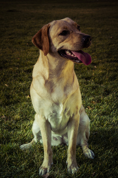 Labrador Retriever dog in autumn - Valokuva, kuva