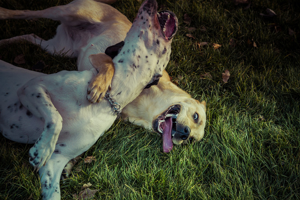 Labrador Retriever dog in autumn - Zdjęcie, obraz