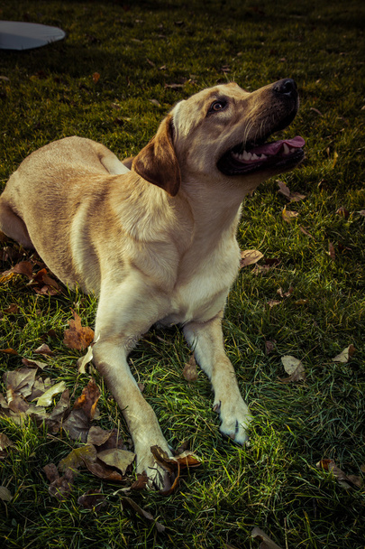 Labrador Retriever dog in autumn - Valokuva, kuva