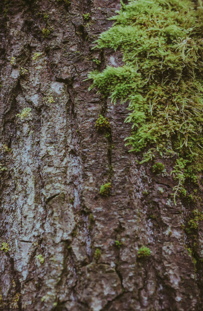 with a shaft of oak moss texture - Zdjęcie, obraz