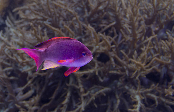 underwater scenery showing a purple coral fish in natural ambiance - Photo, Image