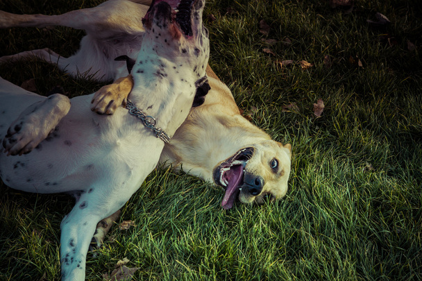Labrador Retriever dog in autumn - Φωτογραφία, εικόνα