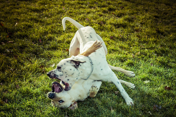 Labrador Retriever dog in autumn - Foto, immagini