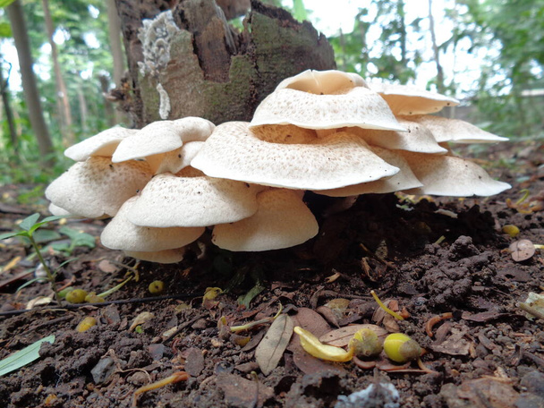 Cogumelo venenoso branco no fundo da natureza
 - Foto, Imagem