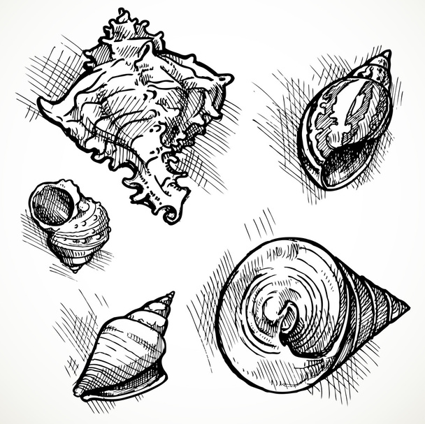 Set of sketches different shapes shell 1 - Vecteur, image