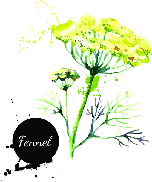 Kitchen herbs and spices banner. Vector illustration. Watercolor fennel - Вектор, зображення