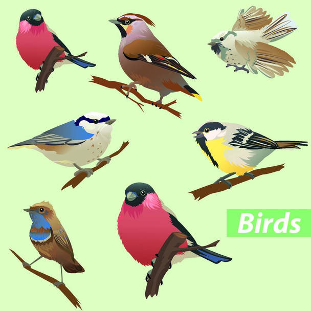 Set of birds - tit, bullfinch, sparrow, crossbill - Vector, imagen