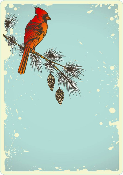 Vintage Christmas background with pine branch and cardinal bird - Wektor, obraz