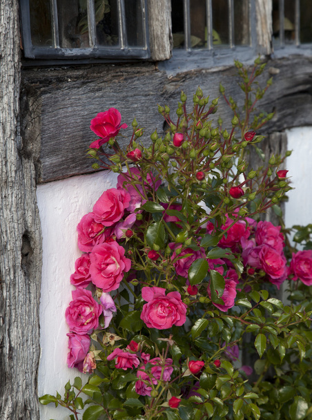 Rosa trepadora roja
 - Foto, imagen