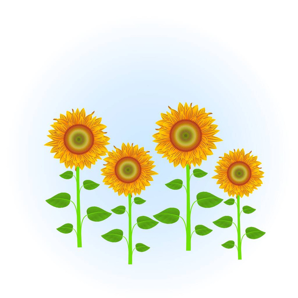Abstract orange sunflowers on the blue background - Vector, Image