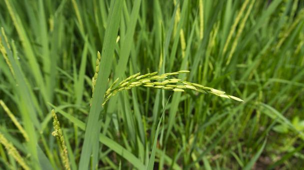 Reiskörner, die noch grün sind, scheinen zu enthalten. Die Erntezeit kommt bald, die Pflege muss intensiver werden - Foto, Bild