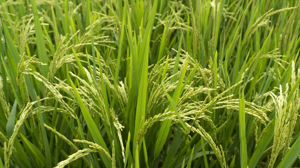 まだ緑色の米粒が含まれているようです。収穫期はすぐに来ています、ケアはより集中的でなければなりません - 写真・画像