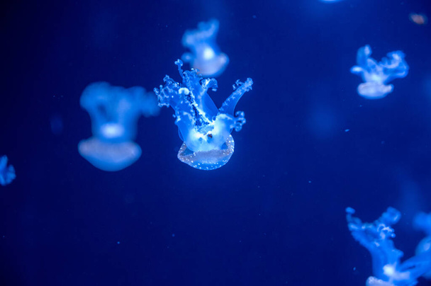 Small jellyfish floating in the water. Dark blue light is on background. - Foto, afbeelding