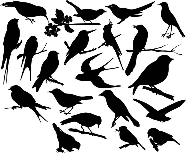 Selection of small birds - Vektor, obrázek