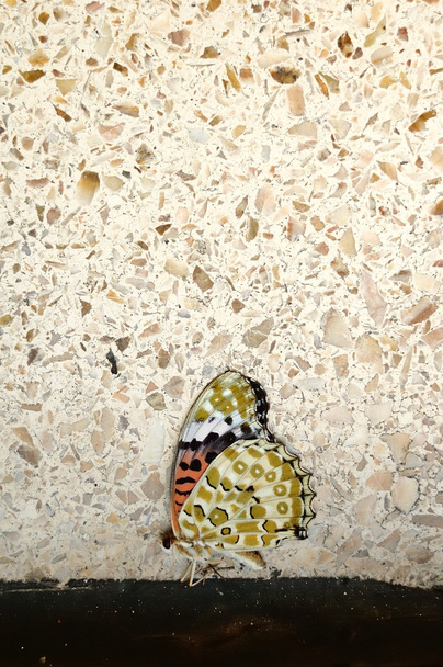 levenloze vlinder - Foto, afbeelding