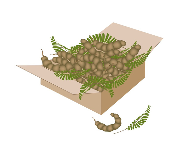 Tamarindo Pod y hojas en una caja de envío
 - Vector, imagen