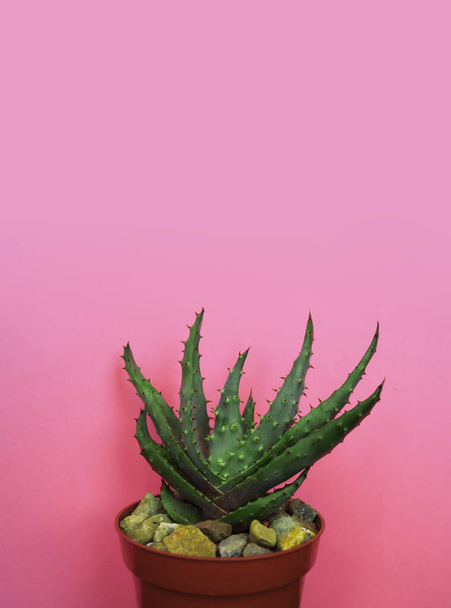 Tropical Greens minimal art design.Contemporary Art.Cactus Fashion Set.Vanilla Trendy Pastel Colors. Sweet Summer Style. Creative Unusual. - Zdjęcie, obraz