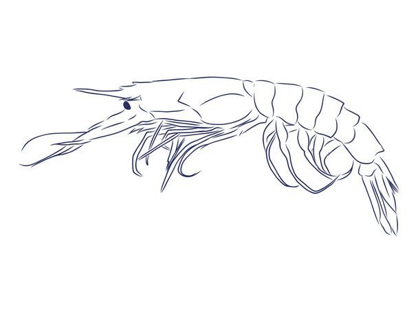 Obrázek živých krevet. Ruční kreslení. vektor čar - Vektor, obrázek