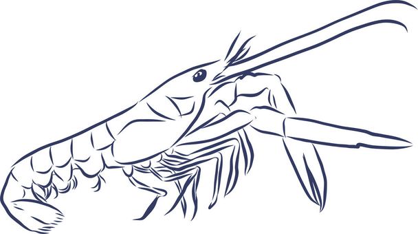 Picture of live shrimp. Hand-drawning. line sketch vector - Vector, Image