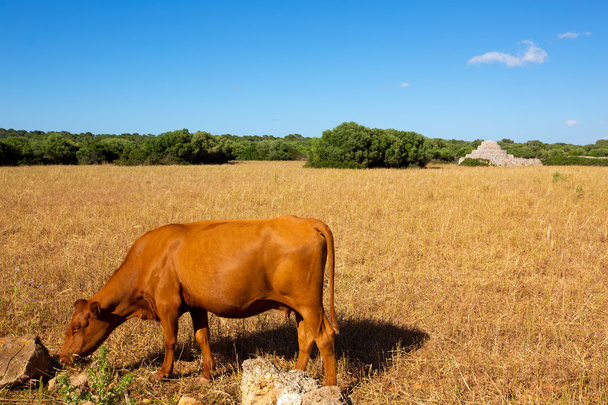 Menorca brown cow grazing in golden field near Ciutadella - Foto, Imagen