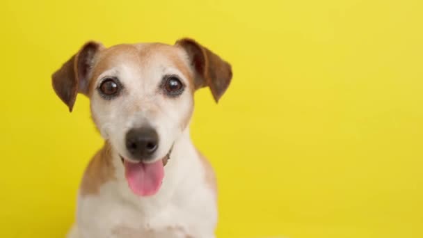 黄色の背景にジャック・ラッセルのテリア犬。幸せな犬の笑顔。ケアペット。感情的なペットの友情。ビデオ映像だ。動物をテーマに。肖像画を閉めろ。犬の頭がカメラを見て - 映像、動画