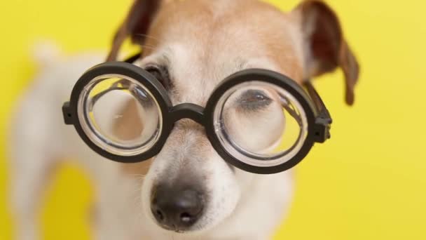 Okos kutya professzor stréber szemüvegben. Készülök a tanulásra. Oktatási téma. Videofelvétel. Sekély mélységélesség. Vicces állat téma.   - Felvétel, videó