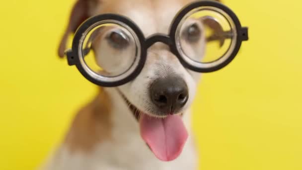 Dog wearing glasses on yellow background. licking and breathing heavily. Video footage. Dog fashion smart-ass nerd. Shallow depth of field Cute pup accessories. breathes with open mouth - Materiał filmowy, wideo