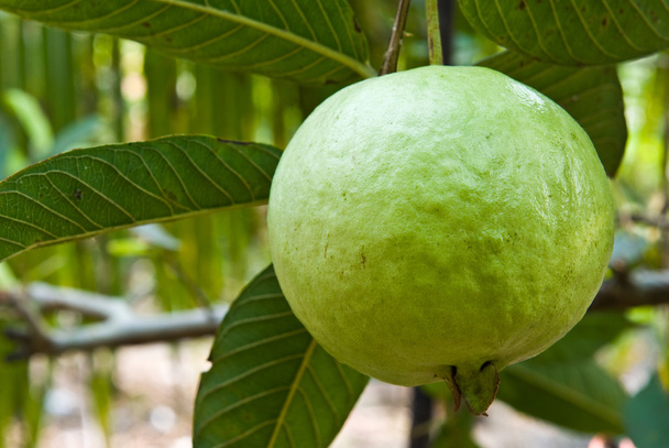 guave op boom - Foto, afbeelding