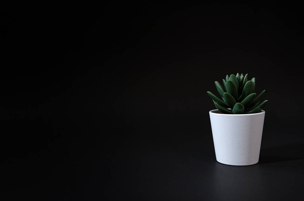 Artificial green cactus plants or plastic or fake tree on black  background. - Foto, Imagen