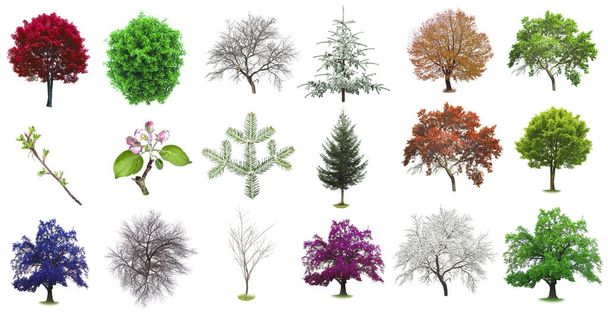 tree set in various colors and types isolated on white background - Foto, afbeelding