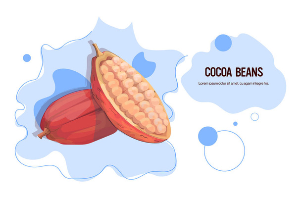 fresh cocoa beans sticker tasty fruit icon healthy food concept horizontal copy space - Vektor, Bild