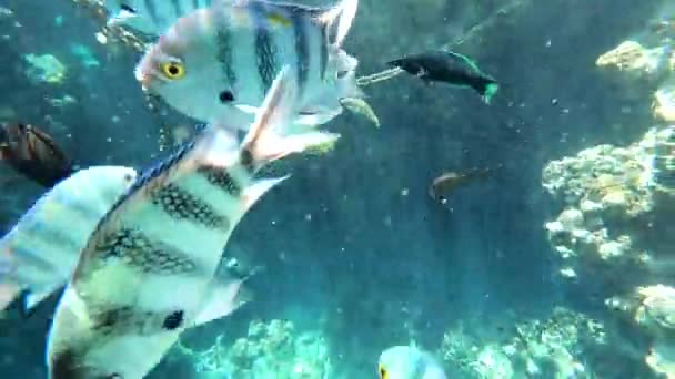 Fauna Morza Czerwonego. Piękne srebrne ryby pływają wzdłuż malowniczej rafy koralowej. Dynamiczny film z rybami w czystej niebieskiej wodzie. Piękne tło podwodnego świata. - Materiał filmowy, wideo