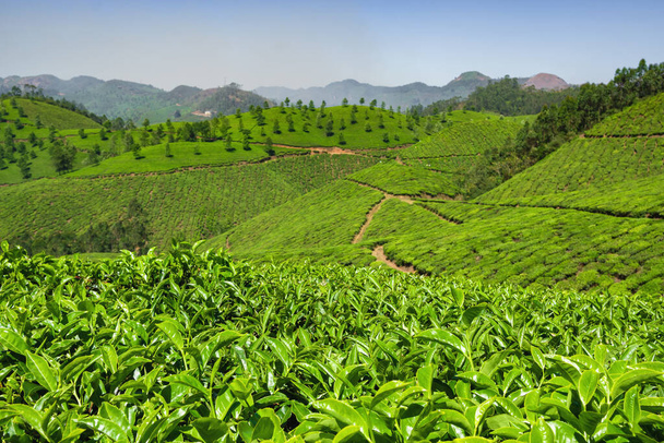 Plantações de chá em Querétaro, Índia - Foto, Imagem