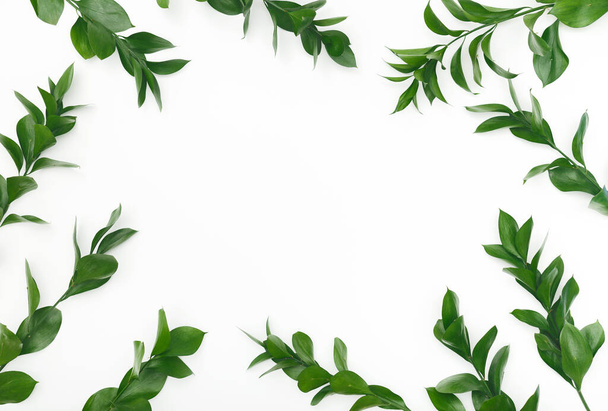 Natural frame of green leaves on white background - Foto, Bild