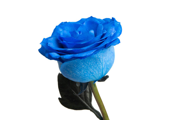 niebieska róża izolowana na białym tle - Zdjęcie, obraz