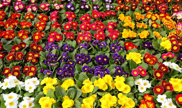 Fazekak primrózsa virágokkal eladó az európai piacon tavasszal - Fotó, kép