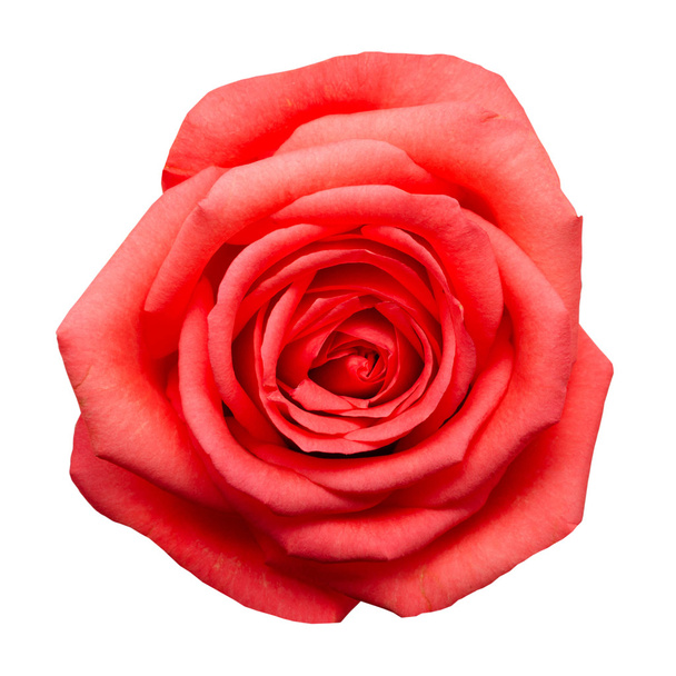 rosas rosadas aisladas sobre fondo blanco - Foto, imagen