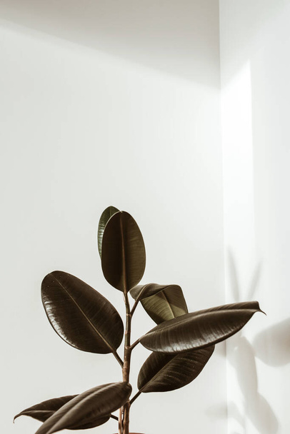 Green rubber plant on white background. Ficus elastica robusta. - Photo, Image