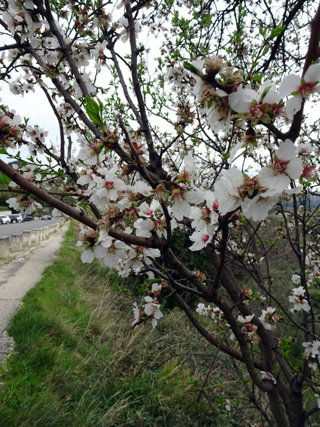Amêndoas de primavera florescendo em um fundo embaçado de um vale de montanha no sul da França
 - Foto, Imagem