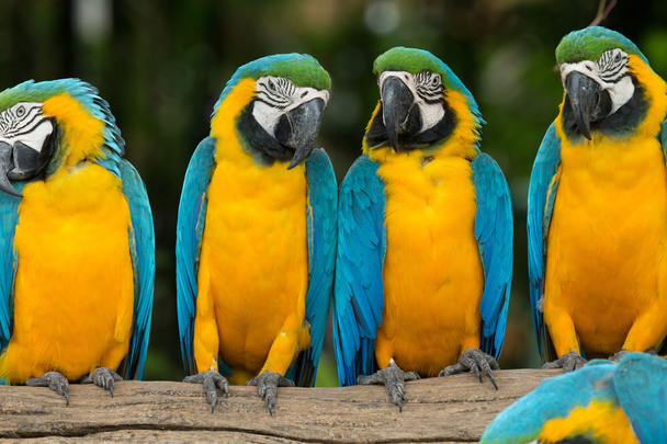 parrot bird - Foto, afbeelding