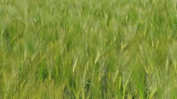 De belles vagues de vent sur les grains de blé vert déposées avant la récolte par temps venteux, à la main. Plante céréalière poussant en été. Concept de récolte riche, herbe. Symbole d'abondance, de vie, de fertilité. Concept de régime, l'agriculture. Secteur agricole
 - Séquence, vidéo