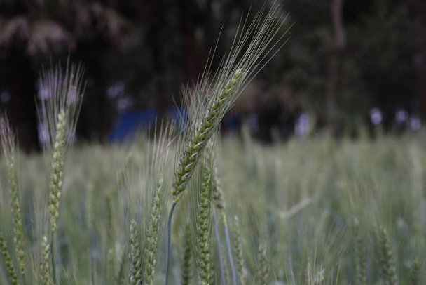 Пшеничное поле, пшеница, зерно, зерновые культуры и урожай
 - Фото, изображение